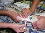 thn_amur-bily-1.jpg