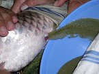 thn_amur-bily-2.jpg