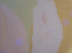 thn_jelec-jesen-1.jpg